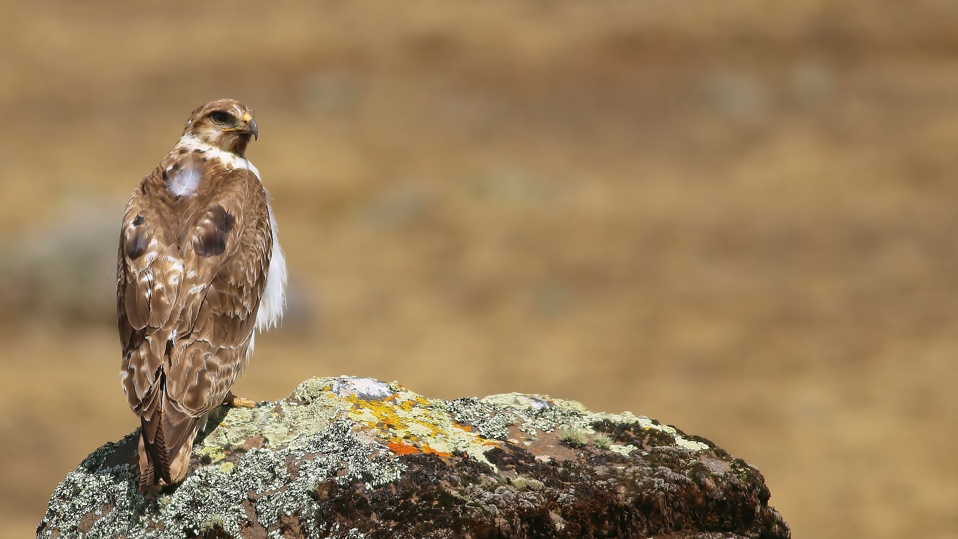 Mountain Buzzard — Ana fotoğraf